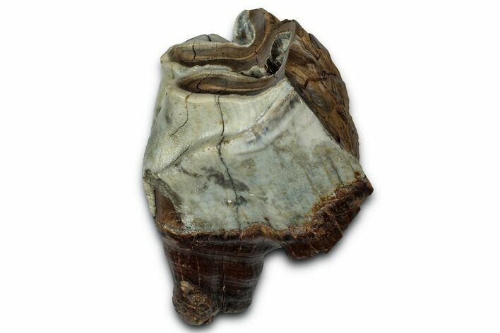 Fossil Woolly Rhino (Coelodonta) Partial Tooth - Siberia #330941